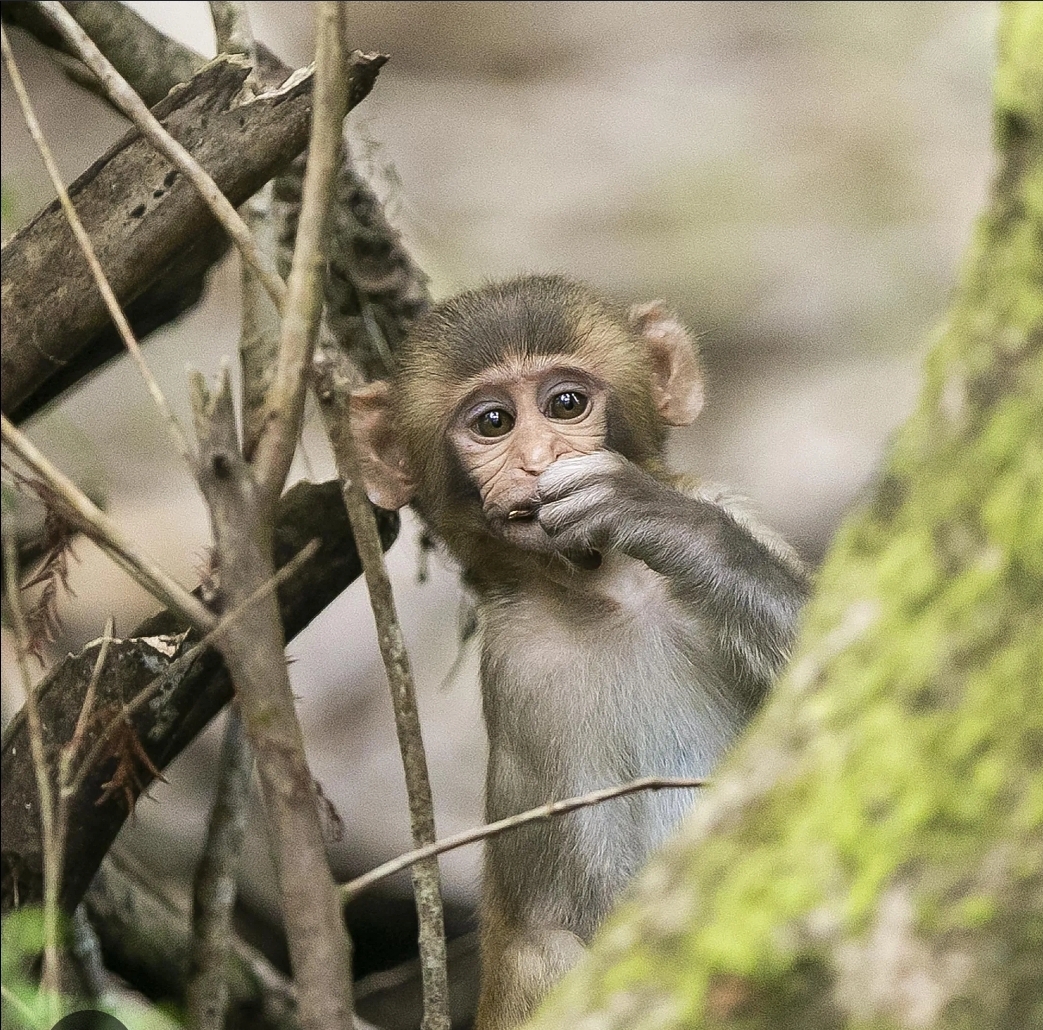 Wild rhesus monkey along the Silver River