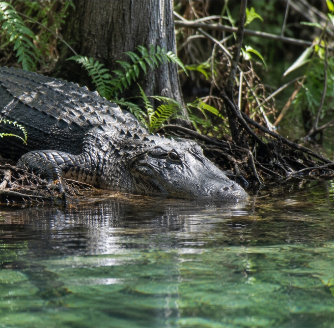 American alligator resting at the edge of the clear Silver River